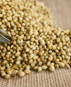 Coriander
