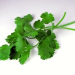 Cilantro
