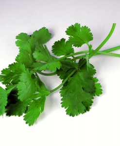 Cilantro