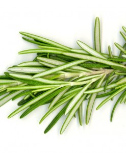 Rosemary