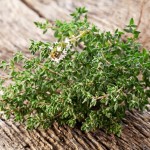 Thyme